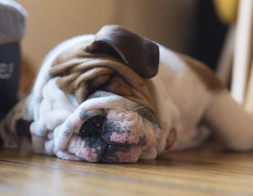 Bulldog puppy sleeping on a bedroom floor for Graham's Fort Collins blog on best flooring for your bedroom.